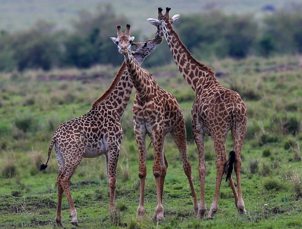 Giraffes' Extinction by Hunters and Poachers Slow, Unnoticed