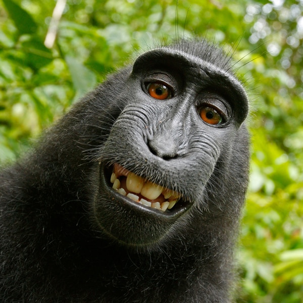 Monkey Selfie: Who Owns Copyright? Photographer Fights Wikimedia