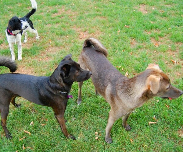 three dogs in yard playing together