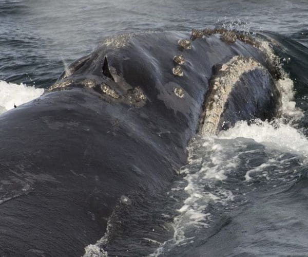 Bering Sea Whale Researchers Spot 2 of a Rare Species