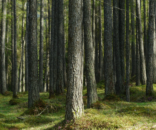 Tree Falls on Kids at Summer Camp in California; 8 Injured