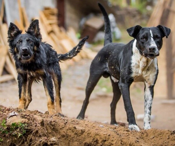 two rabid looking dogs in the mud