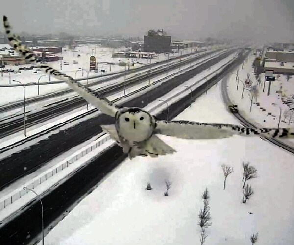 Snowy Owl's Traffic Camera Flyby Is the Internet's Newest Viral Hit