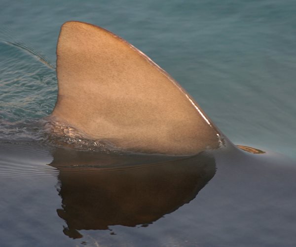 Shark Sightings Close Cape Cod Beaches 