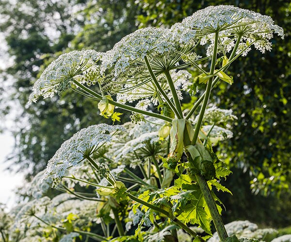 Giant Hogweed Plant That Can Cause Blindness Found in Va.