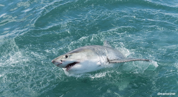 Great White Sharks off East Coast Won't Deter New Jerseyans From Shore