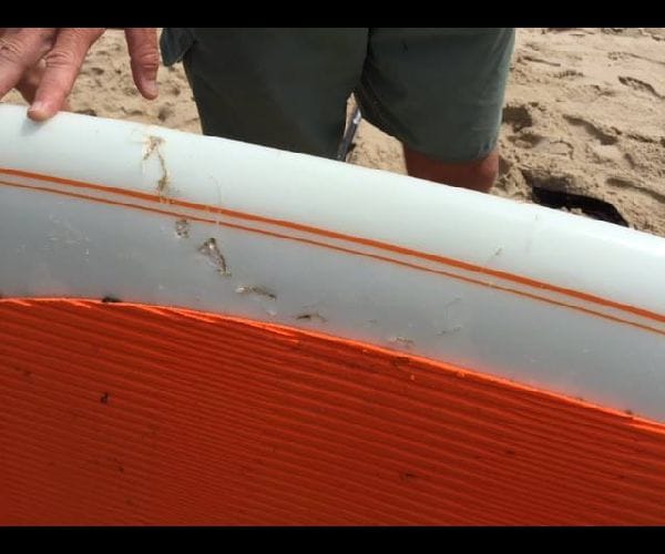 Cape Cod Shark Bites Paddleboard, Shuts Beach Temporarily