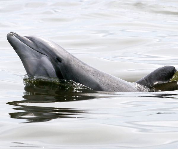 Dolphins in Barataria Bay Still Struggle to Reproduce After Spill