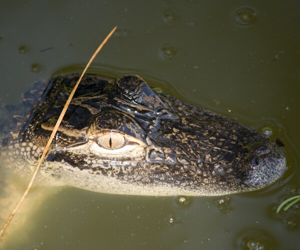 Frozen Alligators Thaw Out in NC