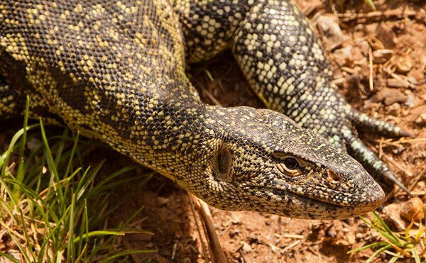 Florida Takes Aim at Cat-eating African Lizards