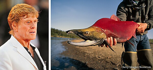 Robert Redford: Pebble Mine Gouging Will Harm Environment, Salmon Rivers