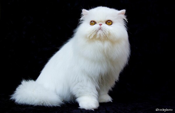 Persian Cat in Space: Iranian Government to Launch Feline into Orbit