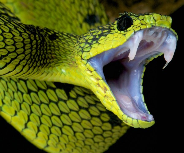 Man Inflicts Self With Snake Bites to Find Antidote