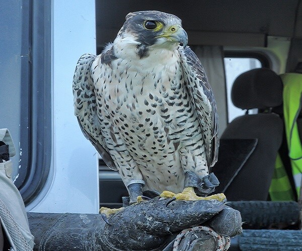 10 Hysterical Emotional Support Animals Banned by American Airlines