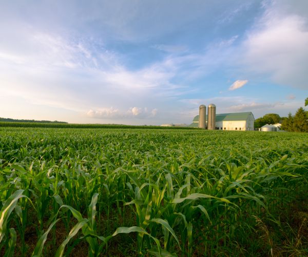 Photosynthesis: Crop Yield Will Increase Through Genetic Modification 