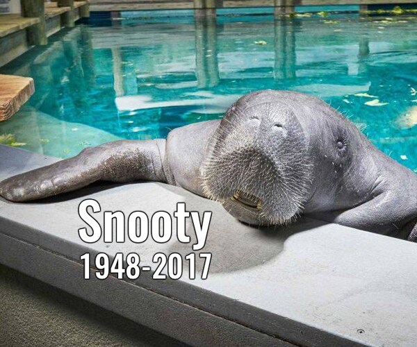 Snooty Manatee Death: 'Heartbreaking Accident' Claims Life of Beloved Sea Cow