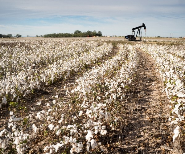 an oil well in a cotton field