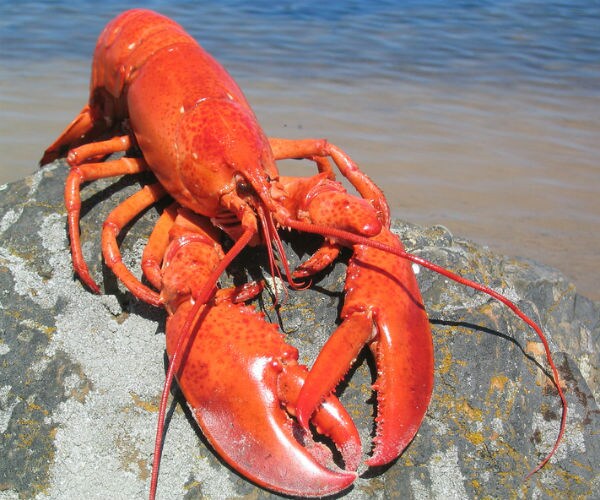 Taylor Hamlin, 'Sea Goddess' of Lobster Festival, Dethroned Over Photos