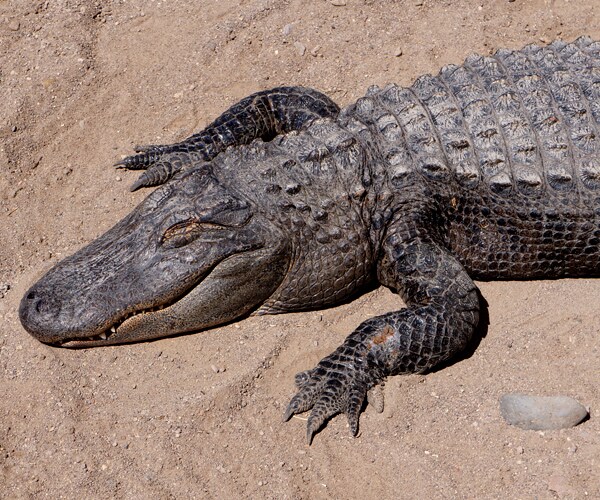 Florida Girl Alligator Attack Escaped by Prying Jaws Open