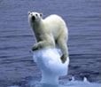 Polar Bears Threaten US Arctic Drilling Plan in Alaska