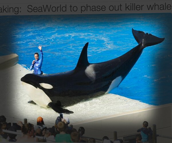 SeaWorld Orca Show to Be Phased Out in San Diego