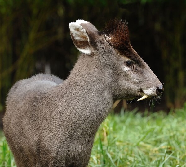 'Vampire Deer' Spotted for First Time in 60 Years in Afghanistan