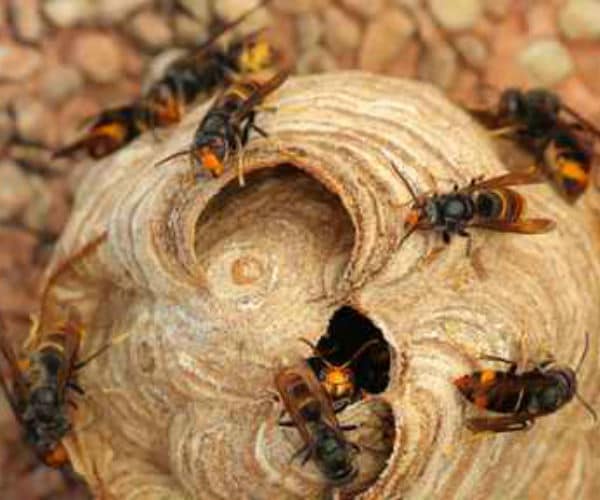 wasps