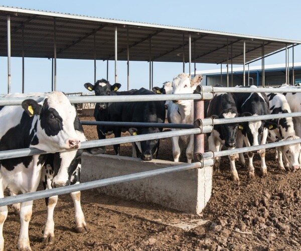 New US Rules to Protect Animal Farmers Expected This Week | Newsmax.com