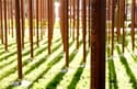 Long Forgotten, Black Servicemen Who Died in WWI Are Finally Honored with a Memorial in South Africa