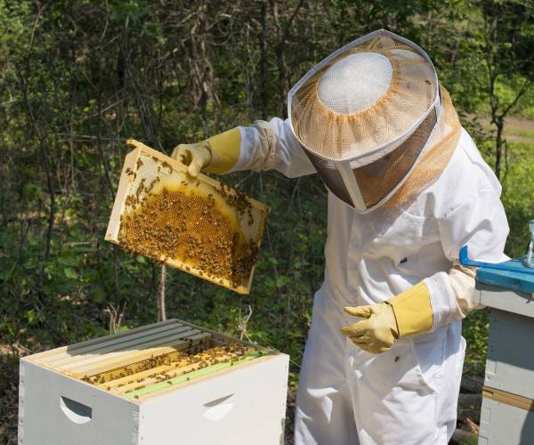 a bee keeper holds up and looks at a frame of honeybees