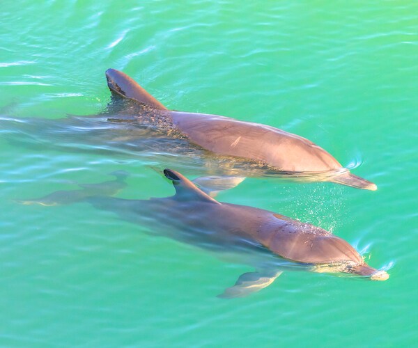 Dolphins Hold Hands, Call Their Friends By Their Names