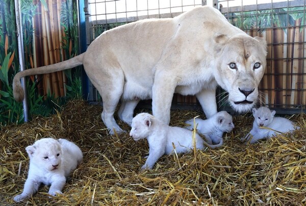 White Lion Cubs Born in Germany Up Rare Number by 4