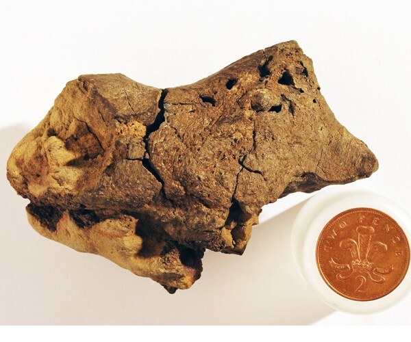 Fossilized Dinosaur Brain Sat 10 Years on Shelf 'Undiscovered'