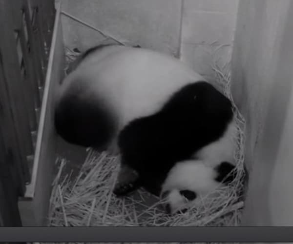 Panda Cub Born at Washington's National Zoo