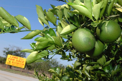 Florida Orange Juice and Steel Will be on Canada's List for Retaliation If Trump Imposes Tariffs