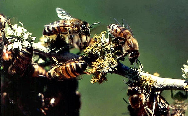 Killer Bees: Death of Texas Farmer Follows Tractor Hitting Hive 