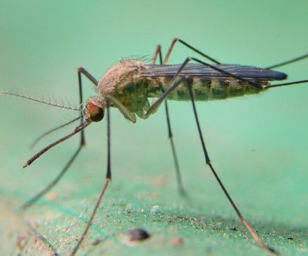 First Dengue Fever Vaccine in Mexico Gets the Green Light