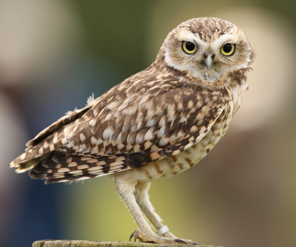 Burrowing Owl: New Mexico Adds Protection After 1 Killed