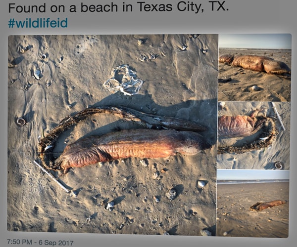 Sea Creature Washes Up After Harvey