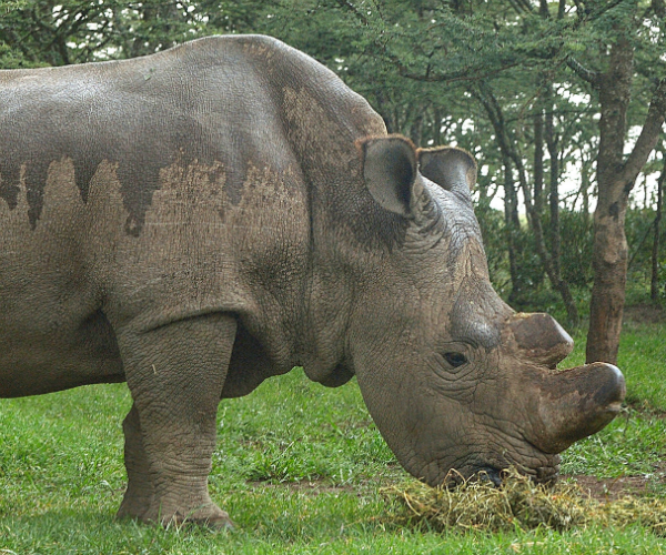 Northern White Rhino: Only 4 Left on Earth After Fifth Dies