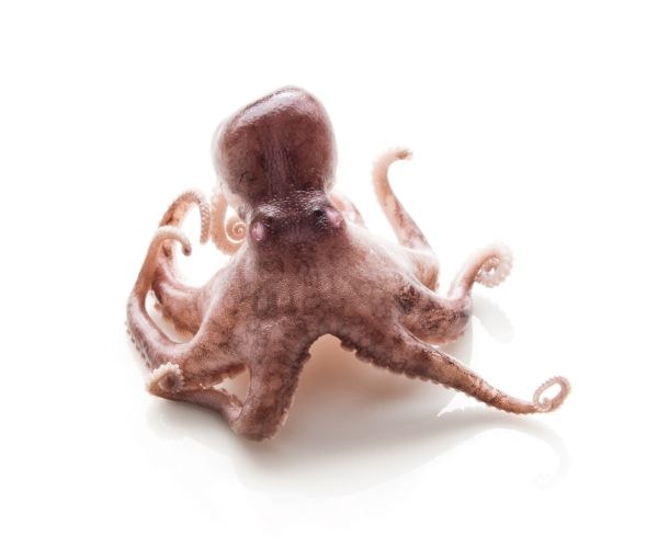 Wichita, Kansas: Octopus in Boy's Throat Leads to Arrest of Mom's Boyfriend