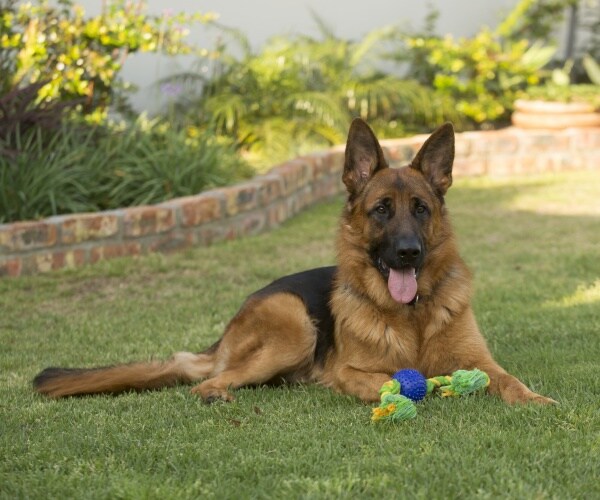 german shepherd dog lies in the grass with a toy