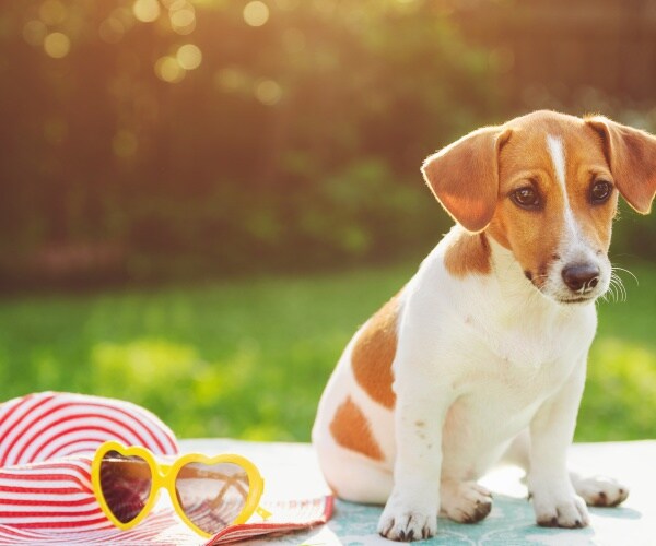 beagle puppy sitting in sun with a woman's hat and sunglasses next to it