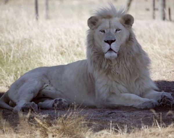 Lion Vasectomy Take 2: Three 'Miracle Cubs' Put King of Jungle Brutus Back Under the Knife