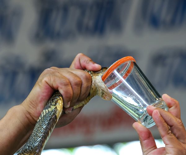 venomous cobra being milked into a glass