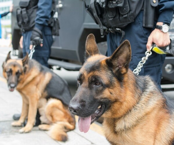 german shepherds with law enforcement