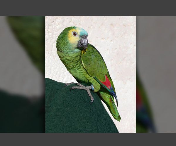 Parrot Witnessed Murder? Michigan Family Thinks Bud the Bird Is Reciting Victim's Pleas