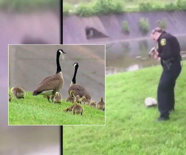 Mother Goose, Police Collaborate to Rescue Gosling From Trash Tangle