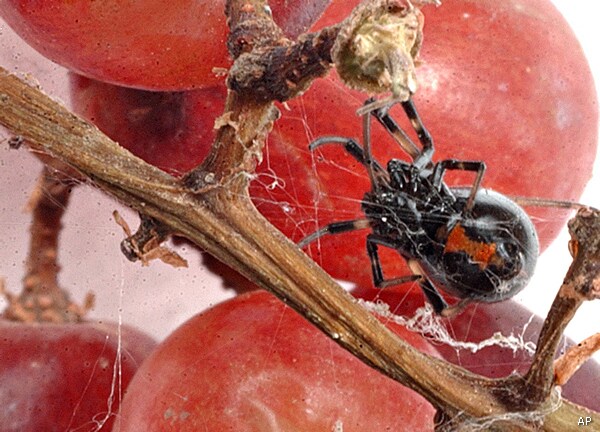 Black Widows in Grapes Scare Supermarket Shoppers