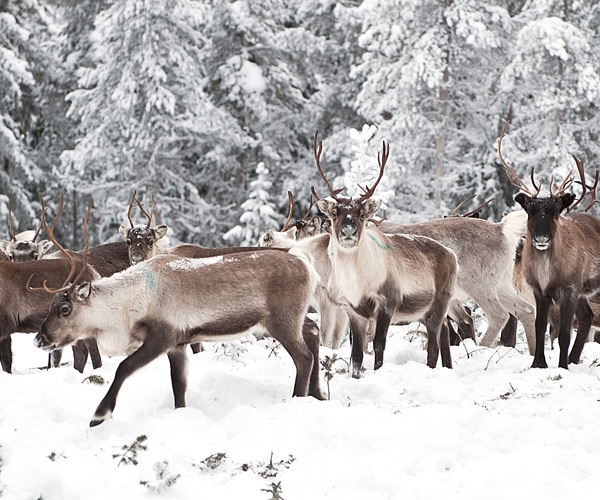 80,000-Reindeer Starvation Deaths Tied to Climate Change